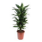 Plante d'intérieur - dracaena 'janet lind' 110.0cm