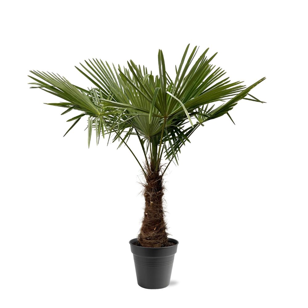 Trachycarpus fortuneii - h240 cm - ø40-45 cm - plante d'extérieur