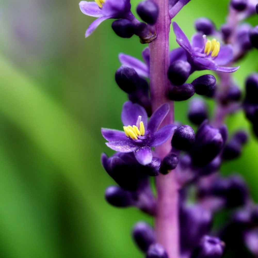 Liriope muscari royal purple lot de 9 godets