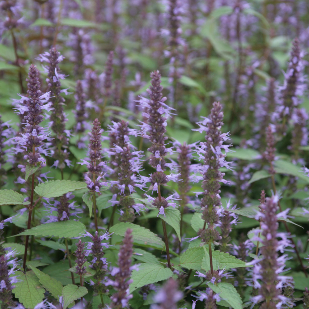 Agastache 'after eight' godet de 8/9 cm