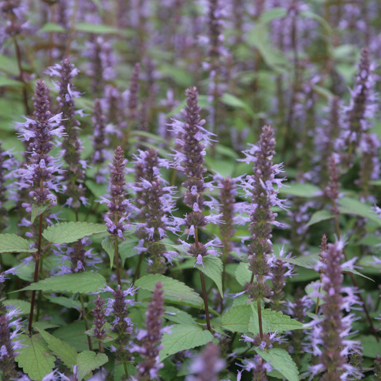 Agastache 'after eight' godet de 8/9 cm