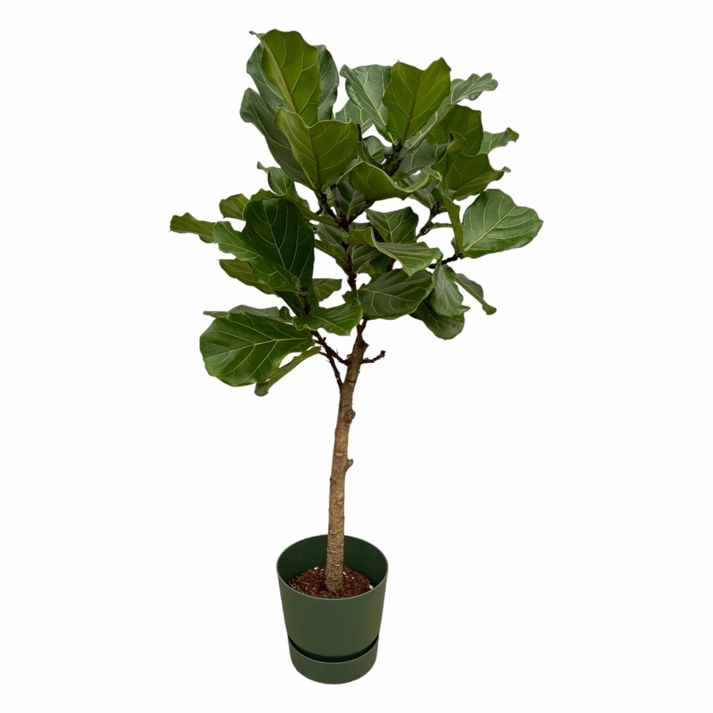 Ficus lyrata et son pot vert + reservoir - hauteur 160cm