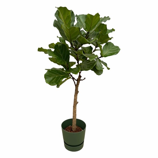 Ficus lyrata et son pot vert + reservoir - hauteur 160cm