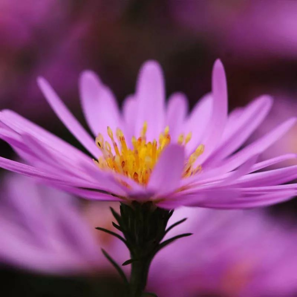 2 Asters des Alpes (Aster Alpinus 'Happy E…