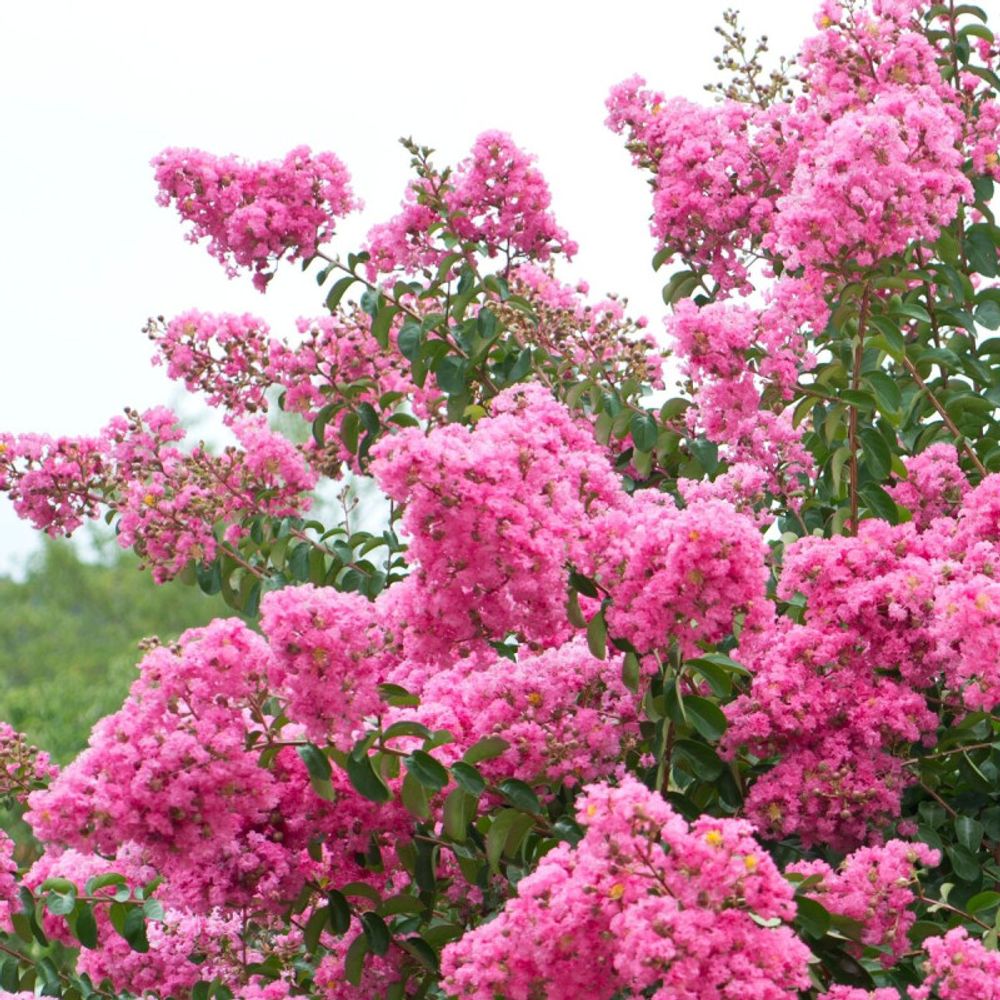Lilas des indes rose, lagerstroemia pot de 7,5l - 60/80 cm