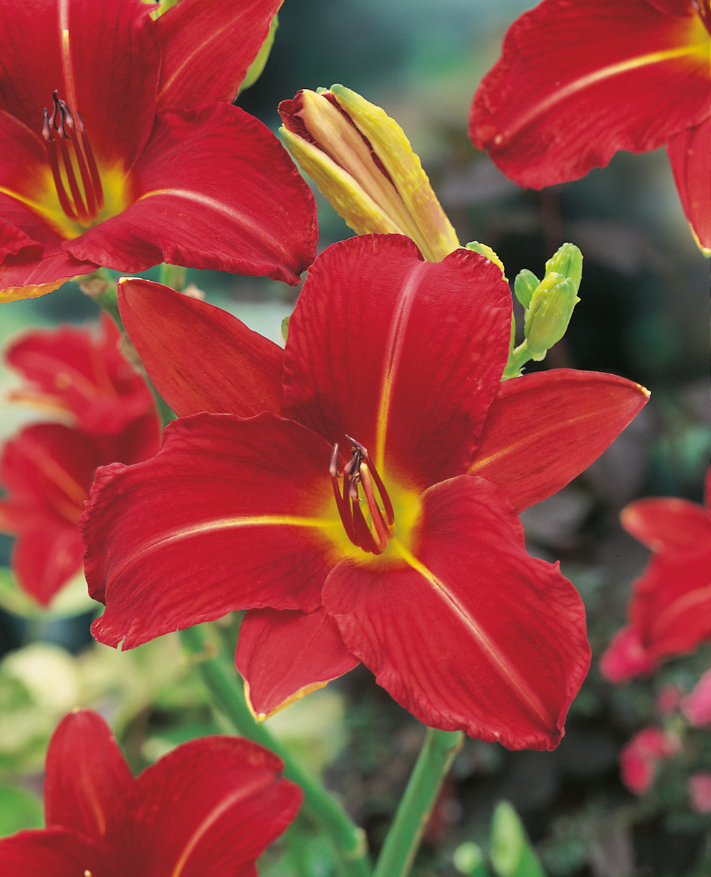 Hemerocalle crimson pirate