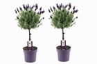 Lavandula stoechas 'anouk' - set de 2 - lavandier - pot 15cm - hauteur 45-55cm - résistant au froid - plantes de jardin
