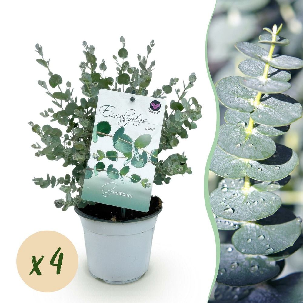 Eucalyptus - lot de 4 - pot 14 cm - hauteur 30 cm