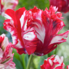 Tulipa estella rijnveld - 21x bulbes de tulipes - bulbes de fleurs résistantes pour jardin, terrasse ou balcon