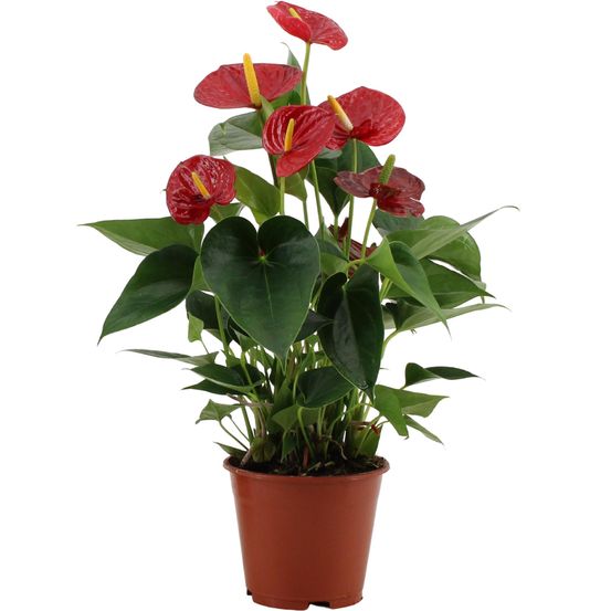 Anthurium success red in transparant sleeve - plantes d'intérieur