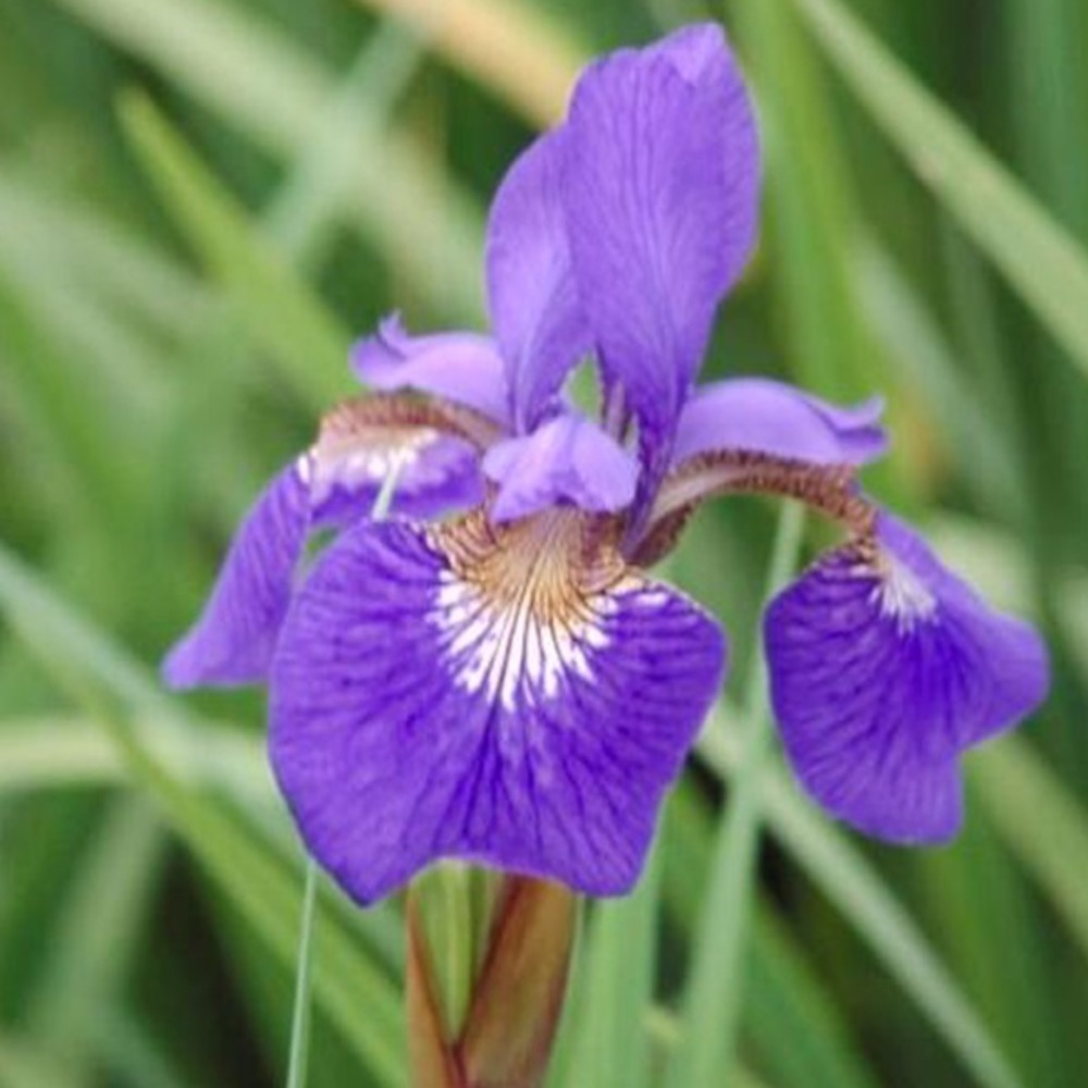 6 x iris de sibérie 'blue king' - iris 'blue king'  - godet 9cm x 9cm