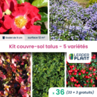 Kit couvre sols talus - 5 variétés - lot de 38 plants en godet
