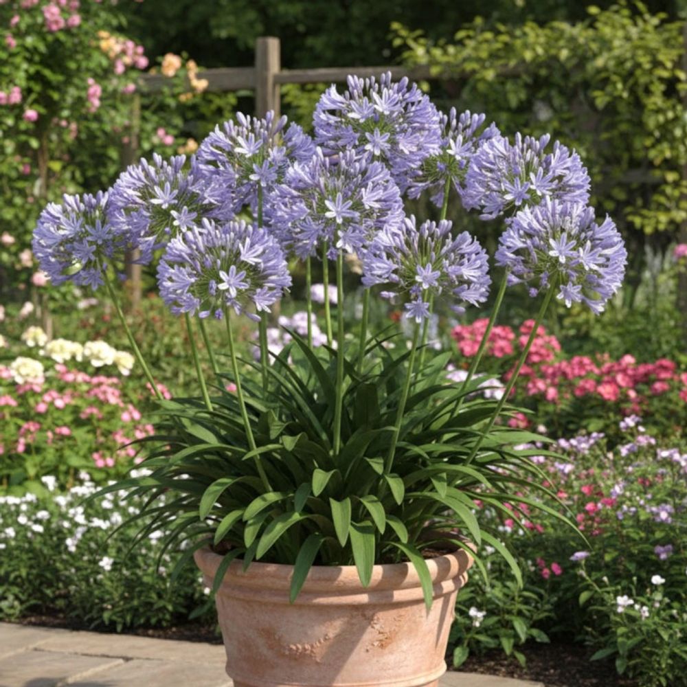 Agapanthe blue triumphator lot de 3 godets