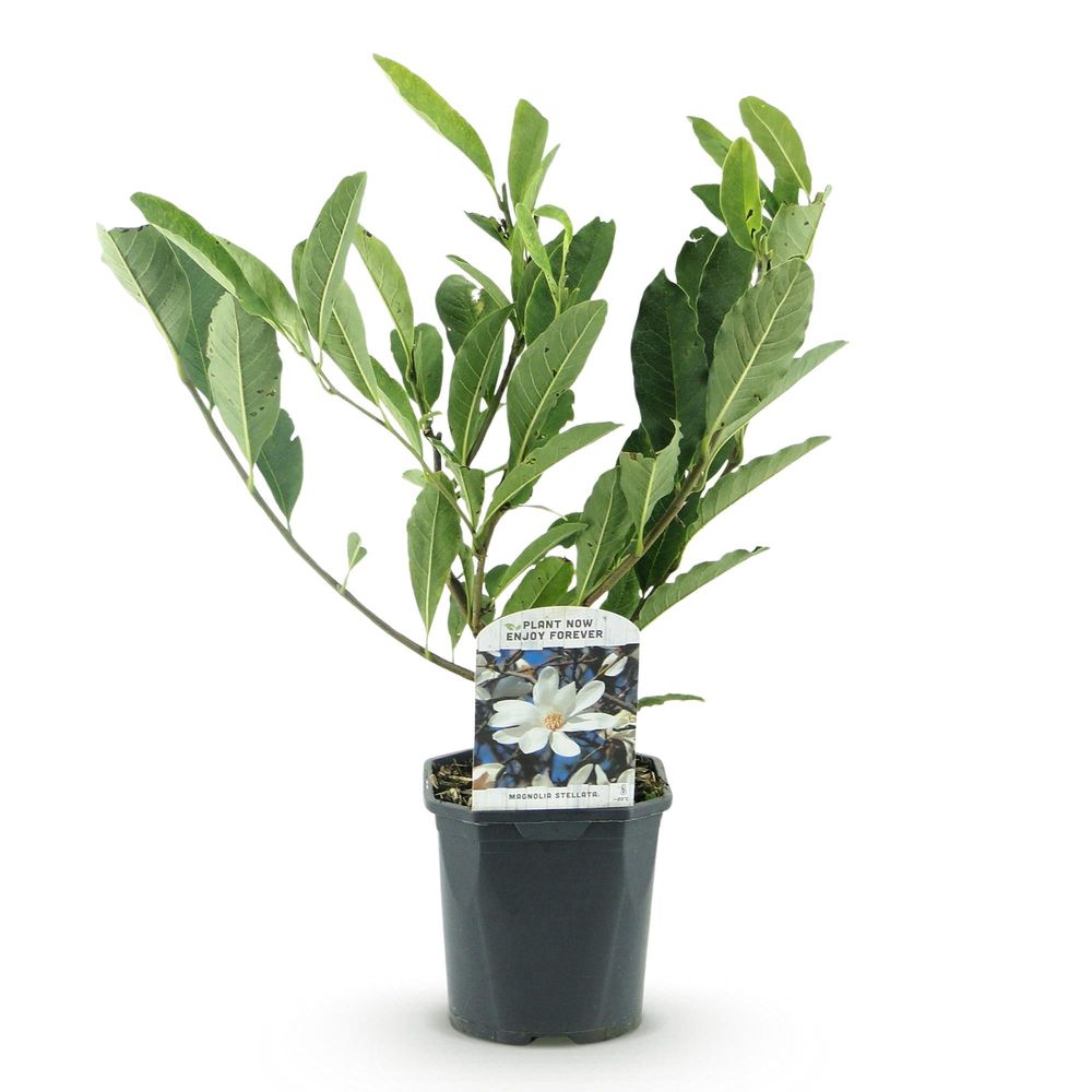 Magnolia - pot 17 cm - hauteur 45 cm - blanc - plante d'extérieur