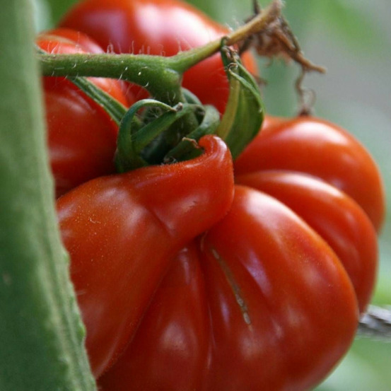 Graines de tomate cœur de bœuf - sans traitement - vilmorin sachet