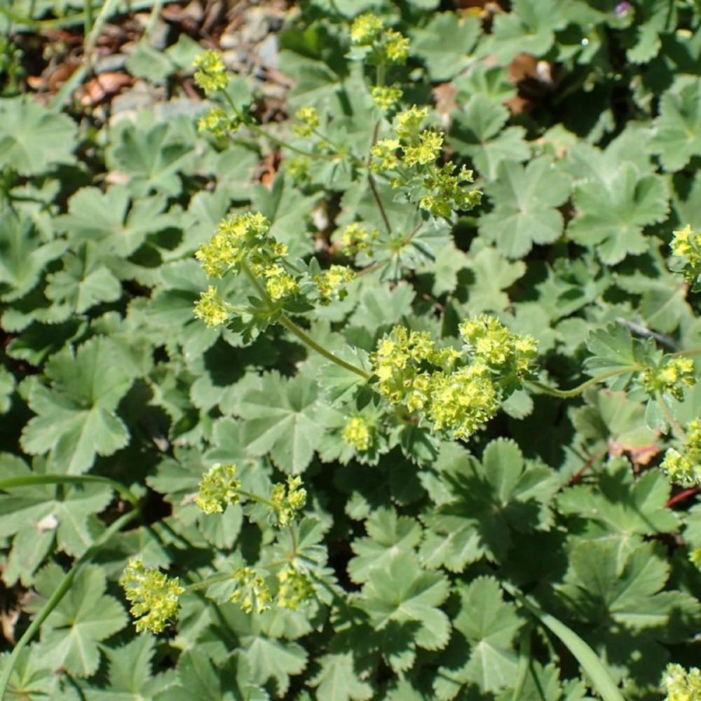 Alchemille naine lot de 5 godets