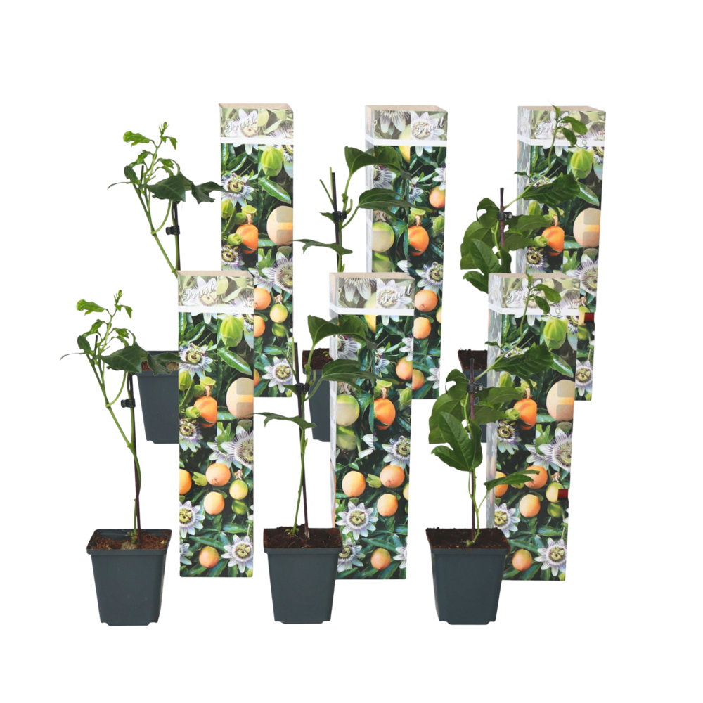 Passiflore - set de 6 - passiflora edulis 'frederick' - hauteur 25-40cm - ⌀9cm