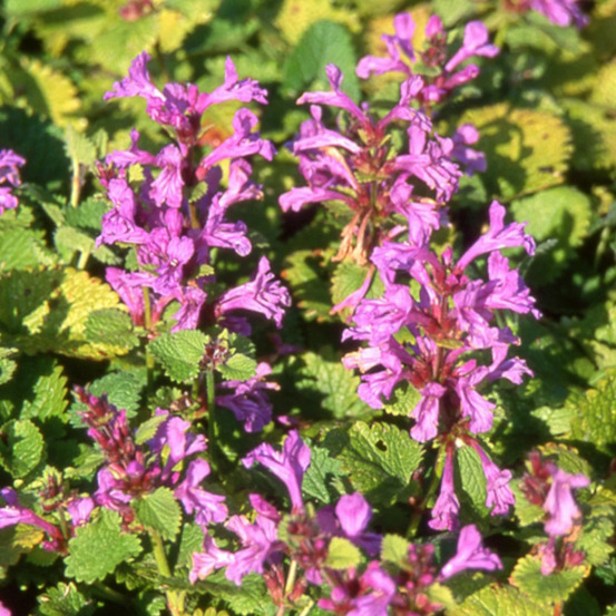 Epiaire grandiflora superba lot de 9 godets