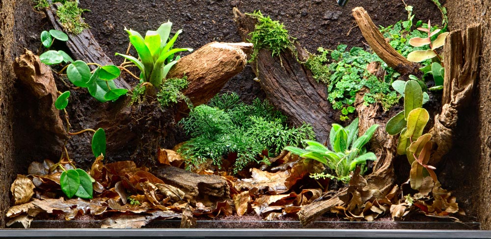 geeuwen een paar contact Débuter un terrarium pour reptiles : nos conseils | Truffaut