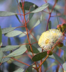 Eucalyptus entretien