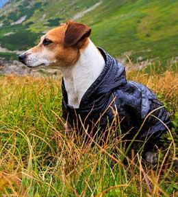 Un manteau adapté à mon animal