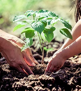 Planter des arbres 