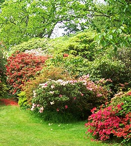 Des haies champêtres 