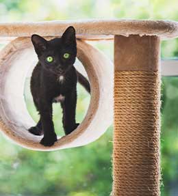 Un arbre à chat pour satisfaire votre félin