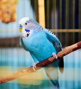 Tout savoir sur les perruches