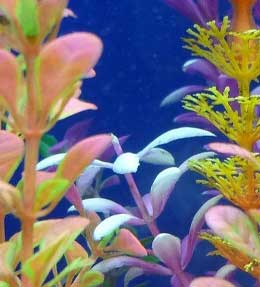 aquascaping aquarium