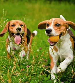 comprendre son chien