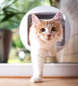 Choisir une chatiere pour son chat