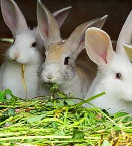 Bien choisir et aménager un clapier 