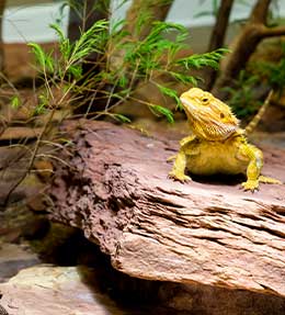 Un terrarium respectant la nature du reptile