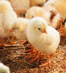 Un nid douillet pour vos poussins 