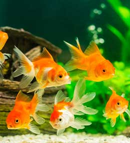 L'alimentation du poisson rouge