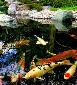 Choisir les espèces de poisson de son bassin