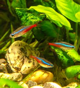 Le poisson néon : espèces, mode de vie et soins