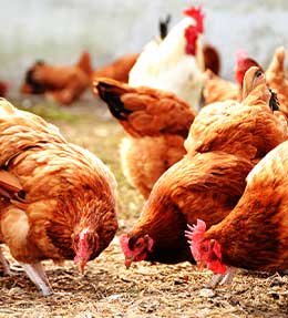 Des poules au jardin