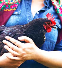 Prendre soin des poules