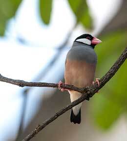 Quel oiseau exotique adopter