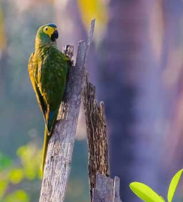 Adopter un perroquet