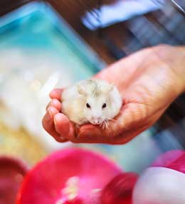 Rongeurs : faire le bon choix