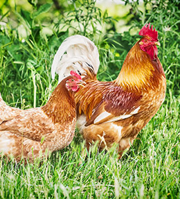 Comment choisir une race de poule ? 