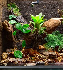 Réaliser son premier terrarium