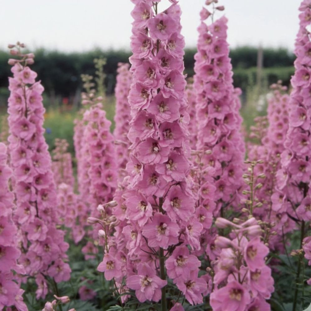 Pied-d'alouette astolat, delphinium lot de 3 godets