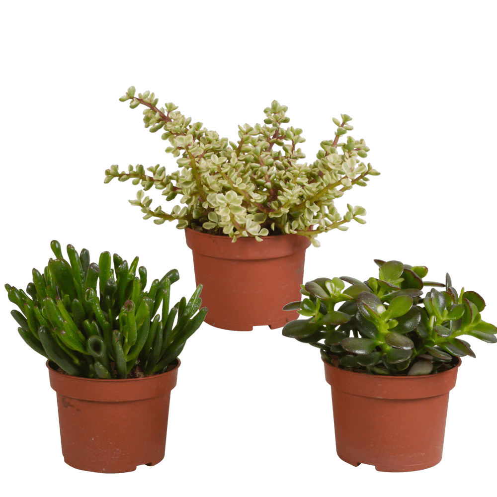 3x mélange de crassulas - sans pot - ø10,5cm - ↕21cm - plante d’intérieur