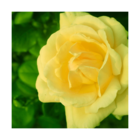 Rosier grimpant happiness® 'meilaclost'/rosa grimpant happiness® 'meilaclost'[-]motte