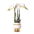 Orchidées colibri | orchidée phalaenopsis blanche - amabilis + pot décoratif le chic or - taille du pot 9cm - hauteur 40cm