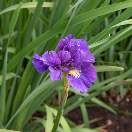 Iris sibirica kaboom - le pot / ø 11cm